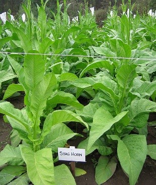 Stag Horn Tobacco Plant